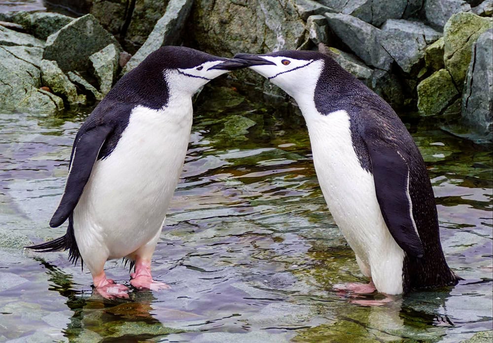 Two chinstrap penguins stand in shallow water, touching beaks in a rocky environment, showcasing the wild side of Antarctica.