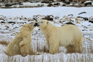 Two polar bears in Churchill interact in a snowy landscape with sparse vegetation. One bear is standing while the other sits, and they appear to be touching noses, offering a delightful glimpse for those tracking polar bears.