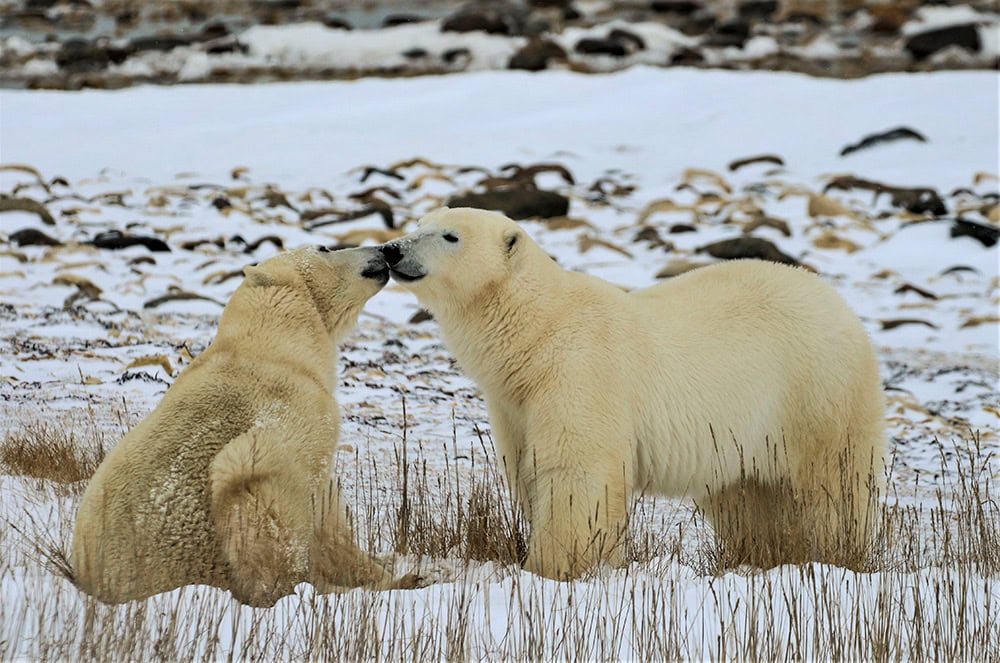 Two polar bears in Churchill interact in a snowy landscape with sparse vegetation. One bear is standing while the other sits, and they appear to be touching noses, offering a delightful glimpse for those tracking polar bears.