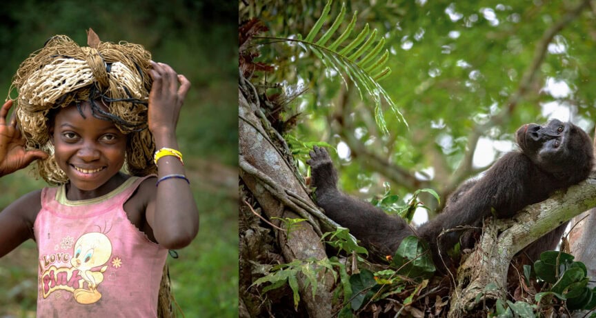 A smiling child wearing a net on their head and a gorilla lounging on a tree branch in a forest, just around the river bend.