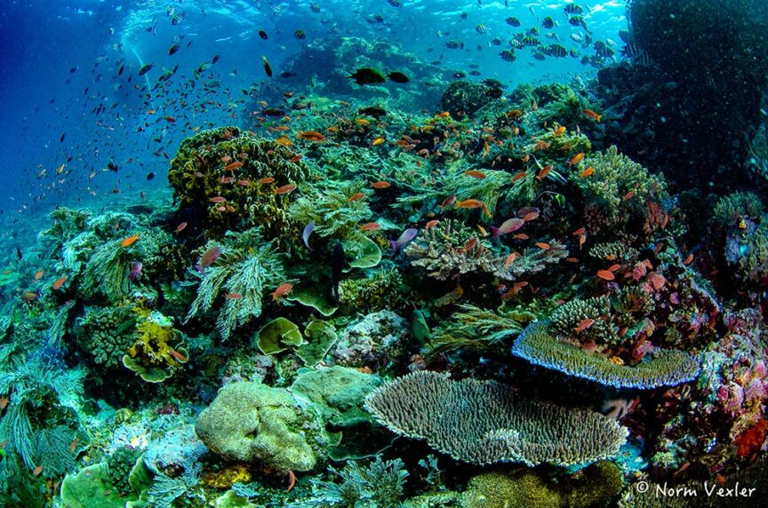 A vibrant underwater coral reef, a key component of marine ecosystems, teems with various species of colorful fish, corals, and sea plants under clear blue water.