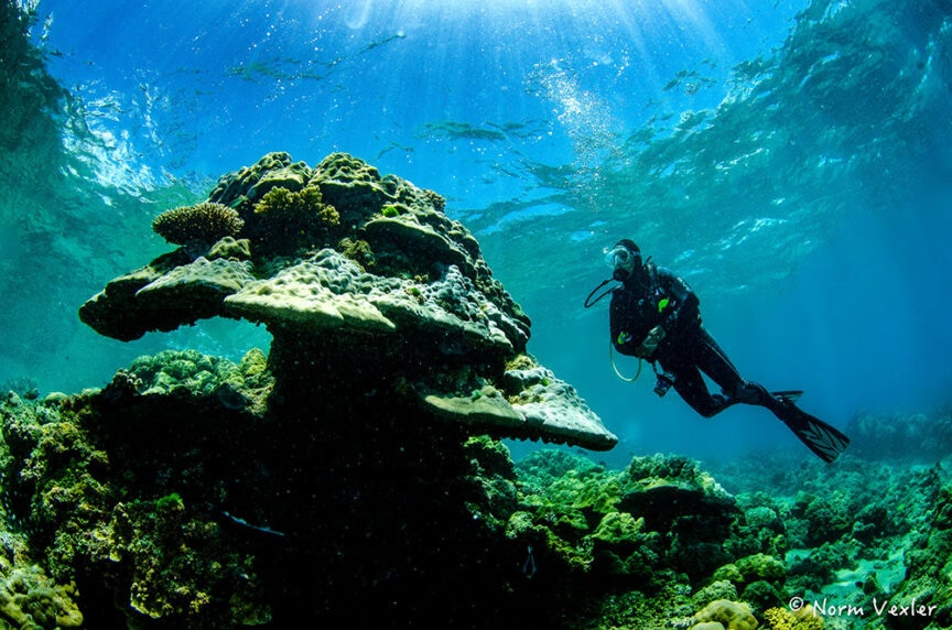 A scuba diver swims near a large coral formation underwater, with sunlight streaming through the water, offering a mesmerizing glimpse into the beauty of understanding coral reefs.