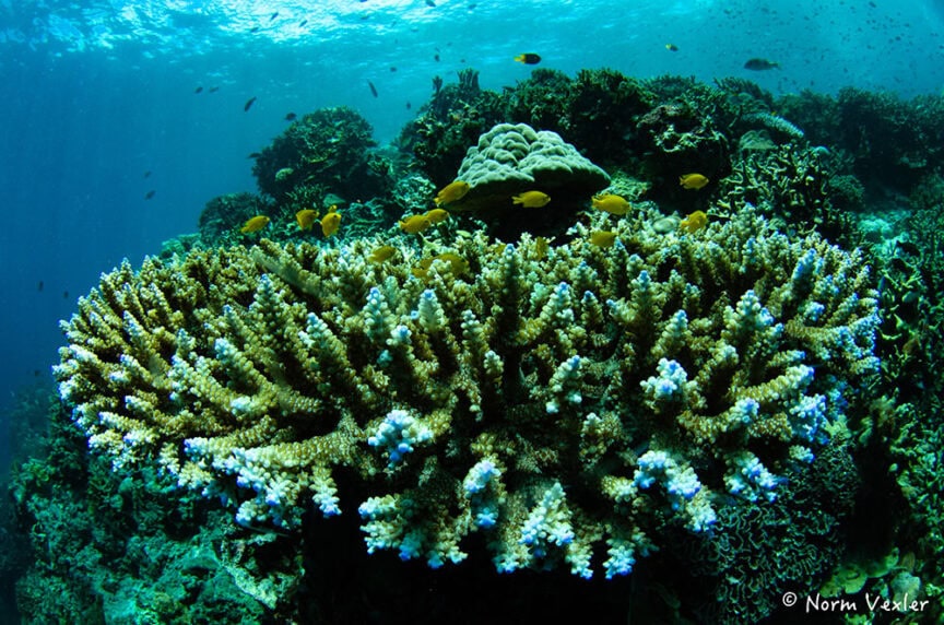 Underwater scene of a coral reef with various branching corals and small orange fish swimming above in clear blue water, providing an enchanting glimpse for those interested in understanding coral reefs.