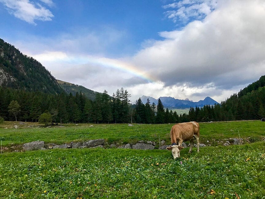 A cow grazes in a green meadow with a backdrop of trees, mighty mountains, and a faint rainbow in the sky, reminiscent of the serene landscapes one might encounter while hiking the Tour du Mont Blanc.