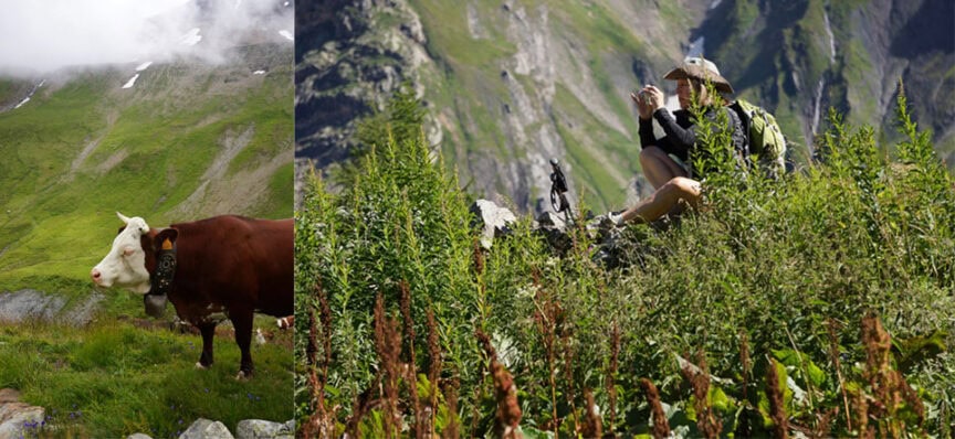 A person circumnavigating Mt. Blanc wears hiking gear and takes photos of a cow in a mountainous, verdant landscape.