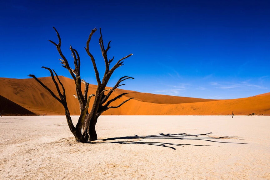 A lone, leafless tree stands in a vast, arid desert landscape with towering dunes in the background under a clear blue Namibia sky.