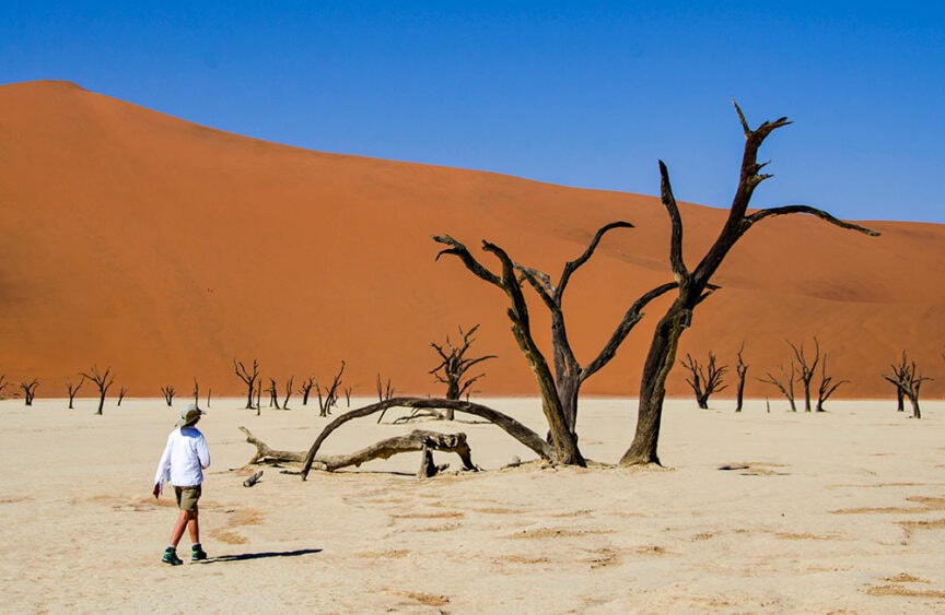 A person walks through a barren desert landscape with dead, ancient trees and large red sand dunes in the background, casting an eerie shadow reminiscent of a long-lost incredible forest.