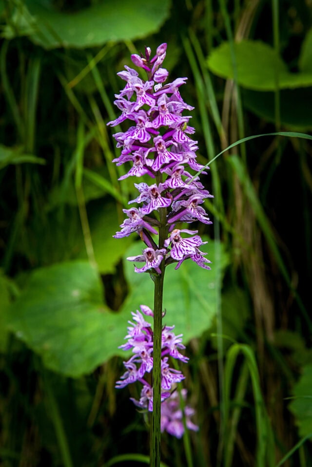 A single stalk of purple orchids with multiple blossoms, set against a background of green leaves and grass, reminiscent of the serene beauty one might encounter while exploring the Great Dolomites.