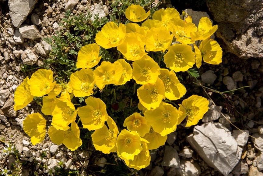 Bright yellow flowers bloom among rocks and green foliage, providing a stunning view as you explore the Great Dolomites.
