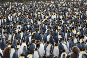 A densely packed colony of penguins stands together in Antarctica, forming a large group with black, white, and yellow plumage. Brown, fluffy penguin chicks are visible among the adults, showcasing the amazing wildlife of this icy region.