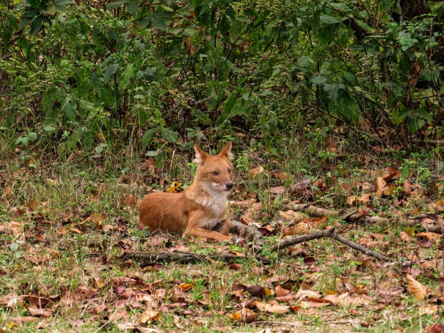 A fox lies on the ground amidst fallen leaves and greenery, much like the elusive snow leopards of India.