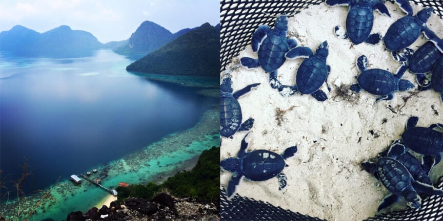 A scenic view of Borneo's mountainous coastline next to the ocean on the left. On the right, a group of baby sea turtles thrive in a bountiful sandy enclosure.