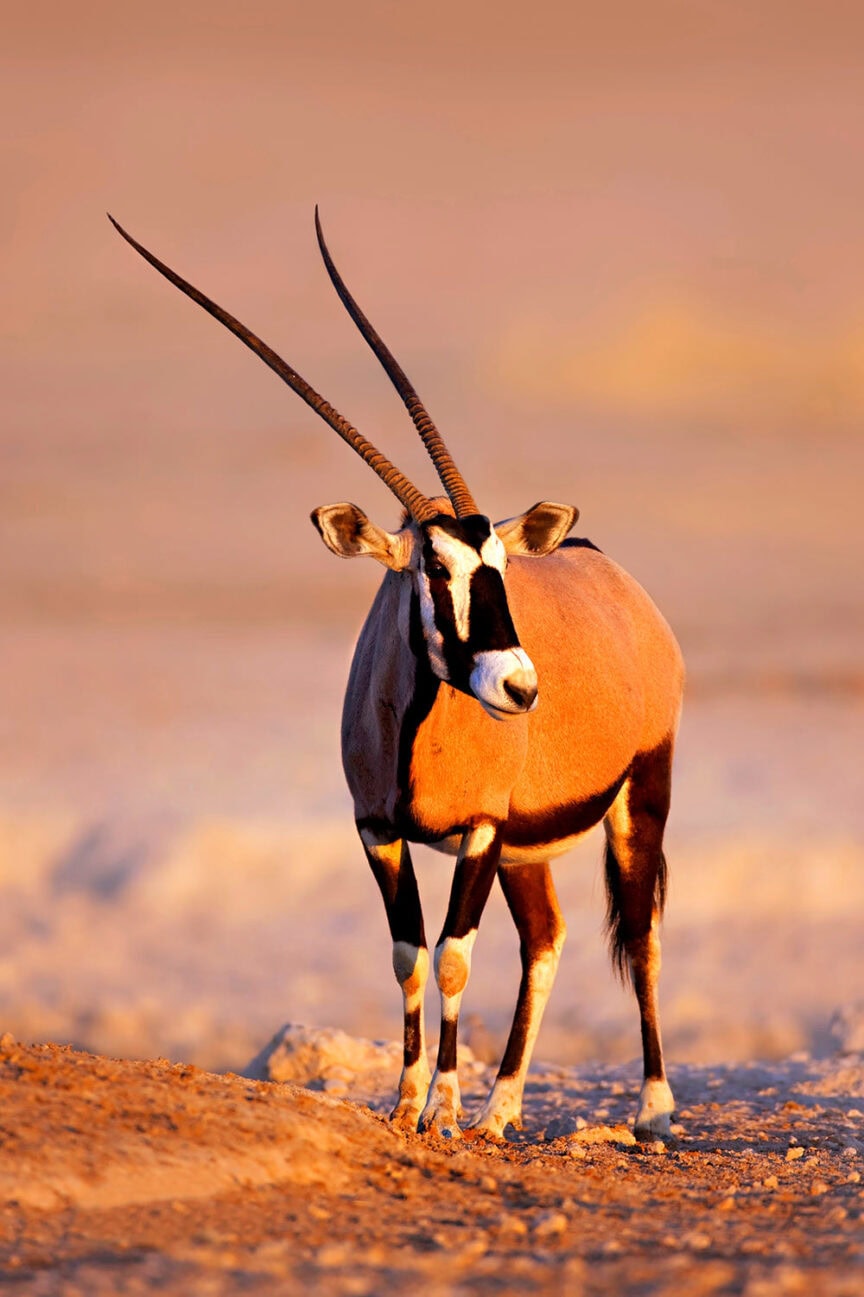 A gemsbok standing on sandy terrain in a desert environment, with long, straight horns and a distinctive black and white face pattern—one of the strange creatures you can discover if you know where to find them.