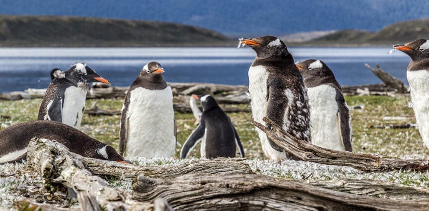 A group of penguins stands and rests on a grassy area with scattered logs near a body of water. The background offers a view of the water and distant hills under a cloudy sky, evoking the thrilling adventures one might find at the End of the World in Ushuaia.