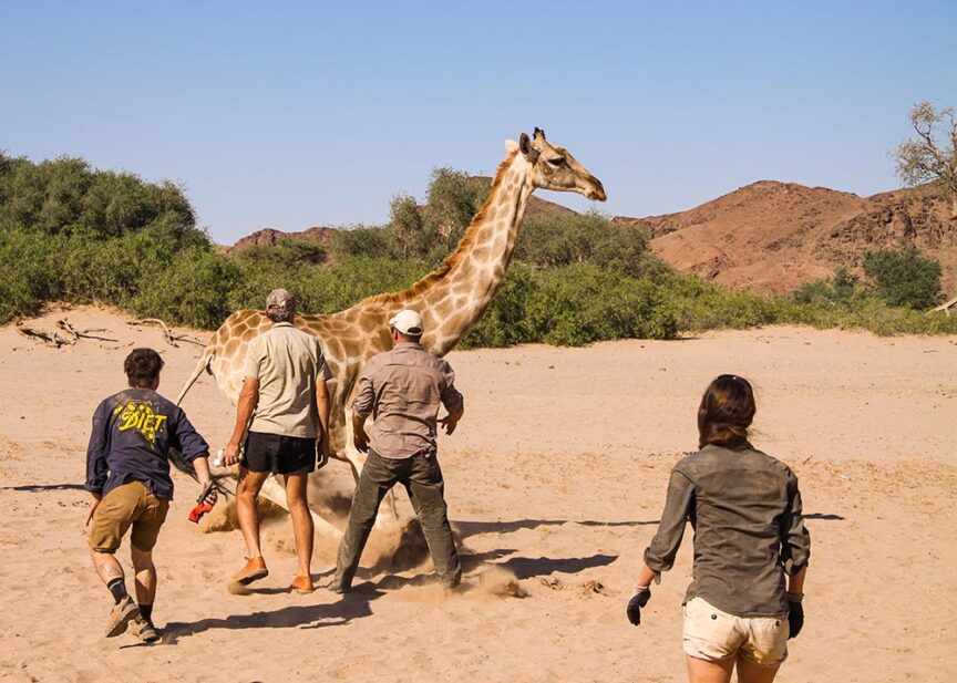 Four people walking behind and alongside a giraffe in a sandy, desert-like environment with sparse greenery and rocky hills in the background, exemplifying responsible tourism that gives back to the local wildlife and ecosystem.