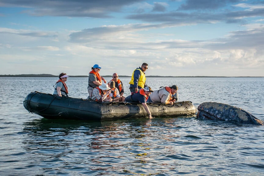 A group of people in life jackets observe and touch a gray whale from an inflatable boat on calm waters under a partly cloudy sky—truly one of the best trips for amazing encounters with these magnificent creatures.