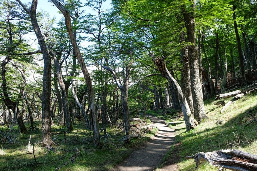 A dirt path winds through a forest with tall, green-leaved trees, under a bright, clear sky–a perfect setting for a Patagonia trekking adventure.