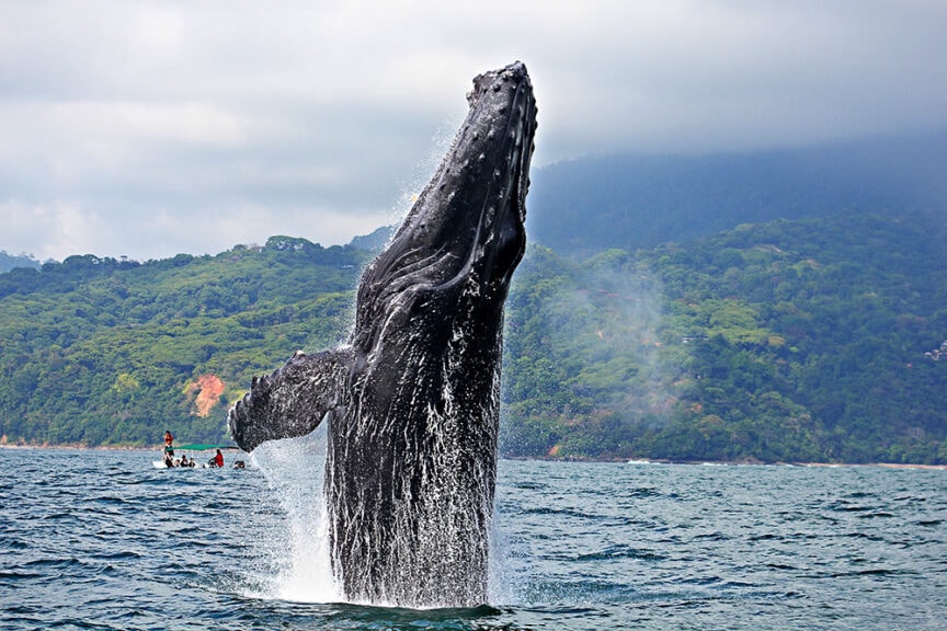 A whale breaches the water's surface near a small boat off a lush, forested coastline, offering one of the best trips for amazing whale encounters.