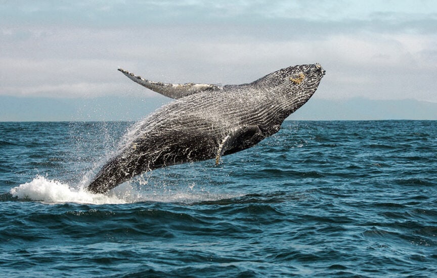 A humpback whale breaches out of the ocean, creating a splash with the backdrop of the sea and a cloudy sky—one of those amazing experiences that make for the best trips.