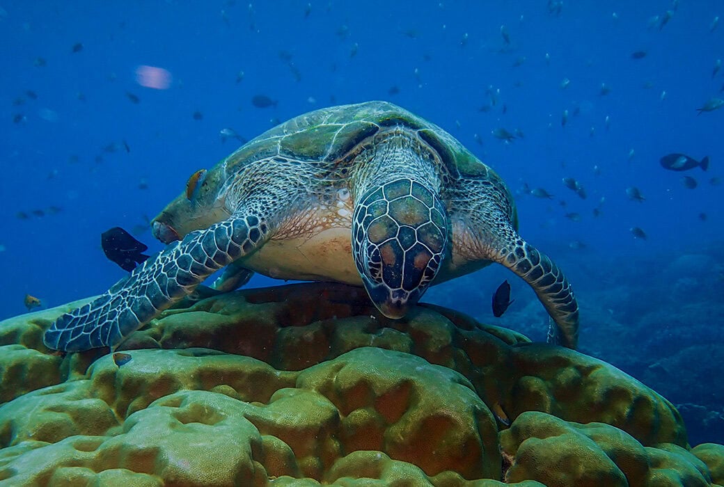 A sea turtle swims above a vibrant coral reef in the crystal-clear waters off Komodo, surrounded by small fish, offering an unforgettable snorkeling experience.