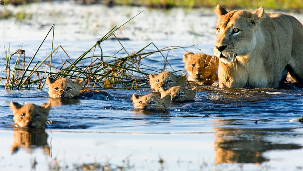 A lioness watches over five lion cubs swimming in water, with grassy vegetation visible in the background, embodying the essence of young wildlife in Africa.