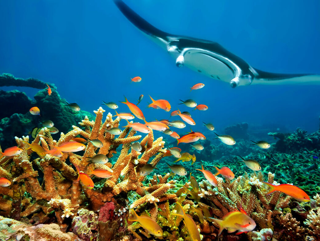 A manta ray swims above a vibrant coral reef with various colorful fish in clear blue water, celebrating the beauty of our oceans on World Oceans Day.
