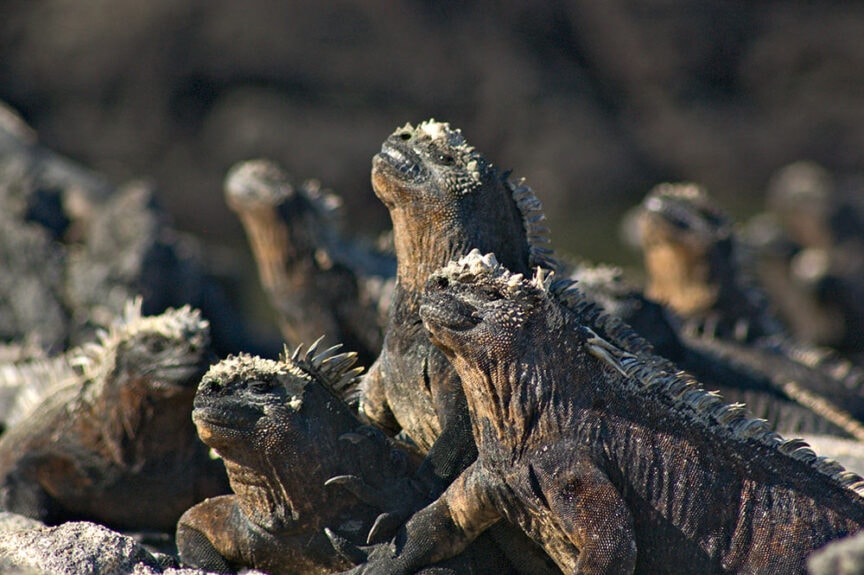 A group of strange creatures, marine iguanas, is gathered on rocky terrain, with their bodies covered in patches of white.