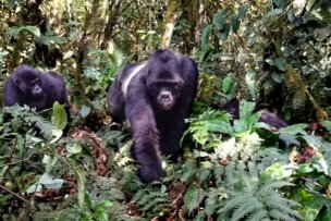 A group of gorillas walks through a dense, green forest. The male silverback leads, surrounded by thick foliage and various plants. It's a true brush with the wild as they navigate their lush habitat together.