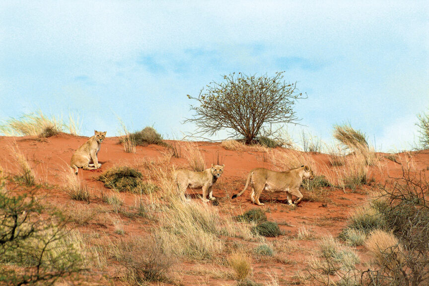Three lions journey across a grassy, red-soil landscape with a small tree in the background under a clear sky, showcasing the majesty of the animal kingdom.