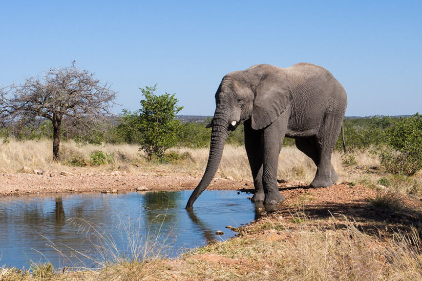 An elephant stands near a waterhole, extending its trunk towards the water, in a grassy area with scattered trees and a clear blue sky. Namibia's stunning landscapes provide the perfect backdrop for this mesmerizing display of wildlife.