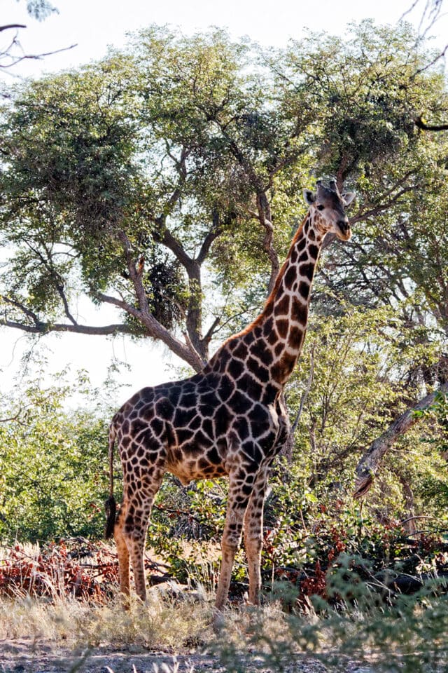 A giraffe stands on a leafy terrain with tall trees in the background, embodying the rich wildlife of Namibia's captivating landscapes.