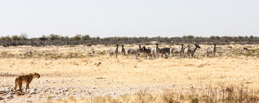 A solitary lion stands watching a herd of zebras in the dry, open savannah landscapes of Namibia, with sparse vegetation and a clear sky.