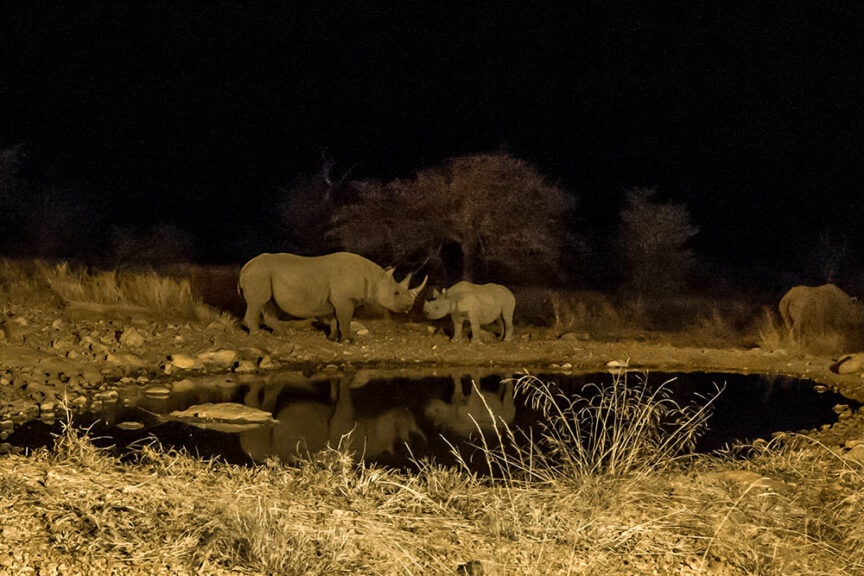 Two rhinos, one adult and one juvenile, stand next to a small waterhole at night in the heart of Namibia, surrounded by dry grass and trees in the background. This captivating scene showcases the beauty of Namibian wildlife and its breathtaking landscapes.