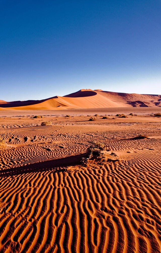 A vast Namibian desert landscape with sand dunes in the background under a clear blue sky. The foreground features patterned ripples in the sand and sparse vegetation, hinting at wildlife that thrives in these harsh conditions.