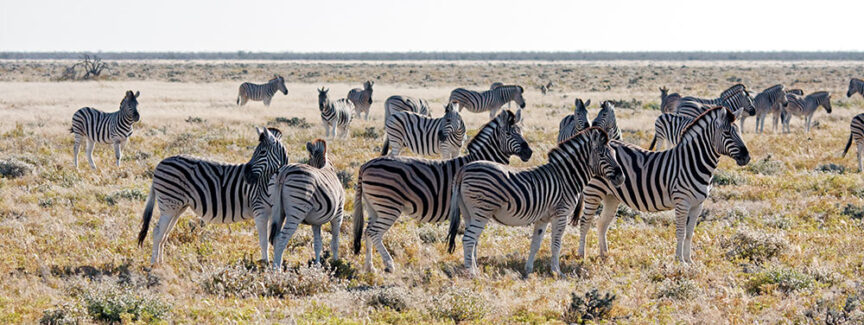 A herd of zebras stands and grazes in a grassy plain under a clear sky, showcasing the stunning wildlife of Namibia's picturesque landscapes.