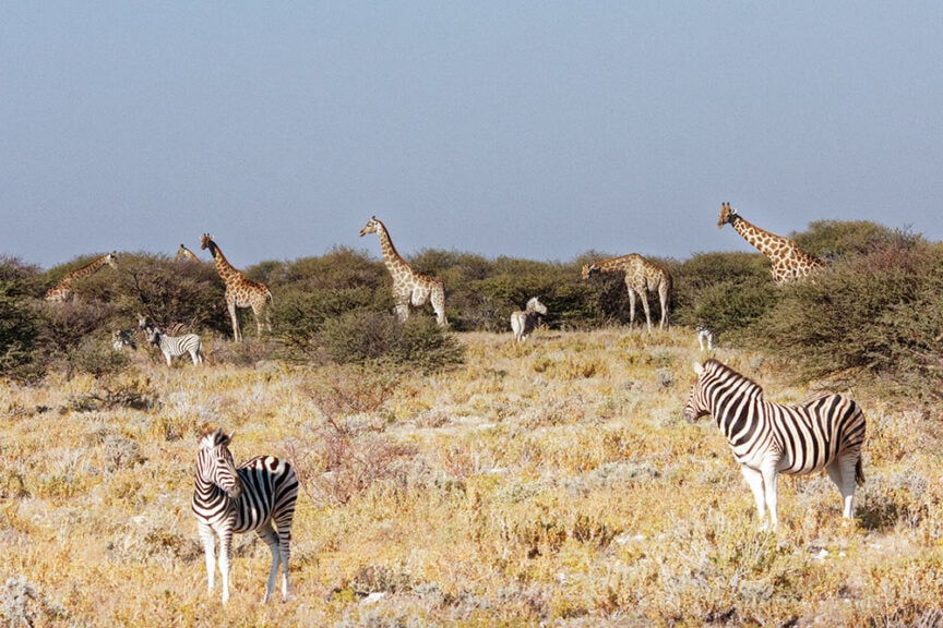 Zebras and giraffes stand among shrubs in a grassy savanna in Namibia, showcasing the stunning wildlife against a backdrop of clear skies and breathtaking landscapes.