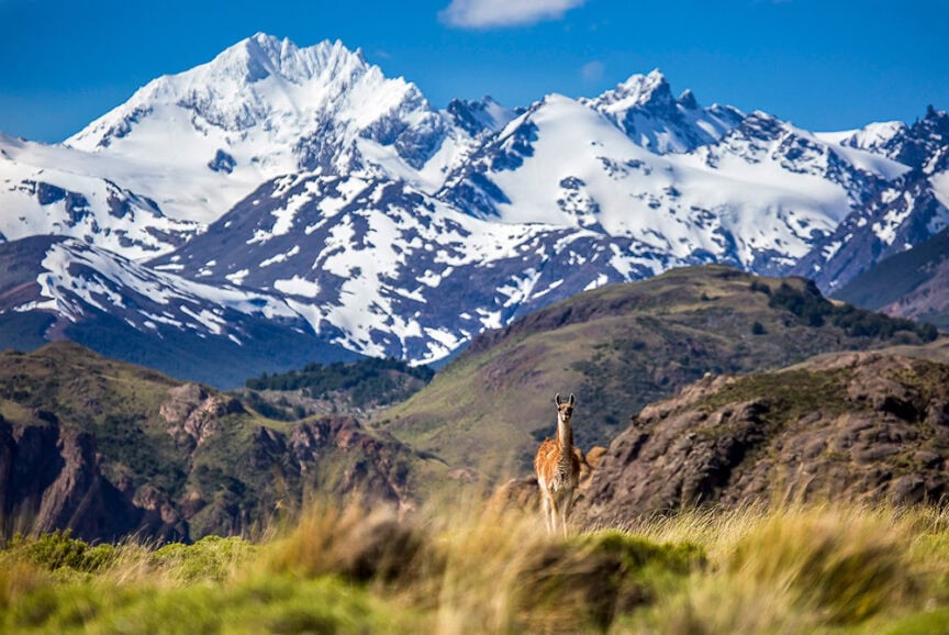 A lone llama stands on grassy terrain with a backdrop of snow-capped mountains under a clear blue sky, capturing the essence of travel-worthy trips that can be experienced in 9 days or less.