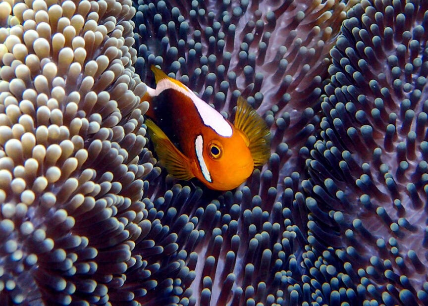 A clownfish with orange, white, and black coloring nestles among the tentacles of a sea anemone underwater, offering a mesmerizing sight for those snorkeling in this Last Wild Frontier.