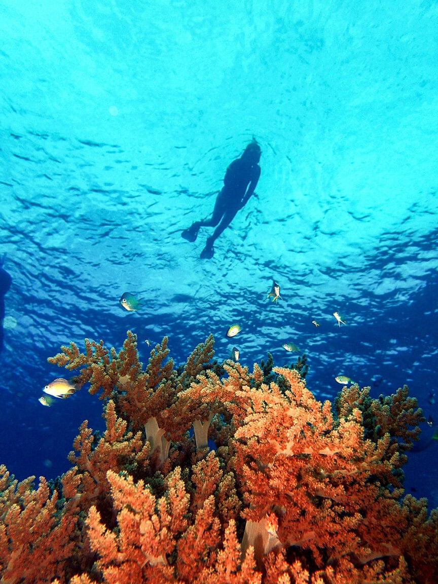 A snorkeler explores the Wild Frontier, gliding above vibrant orange coral and small fish in crystal clear blue water.