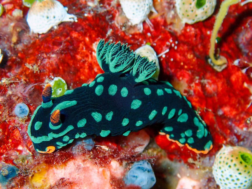 A black and green nudibranch with orange-tipped rhinophores and green cerata is moving across a colorful coral reef—an enchanting sight for anyone snorkeling in the world's last wild frontier.