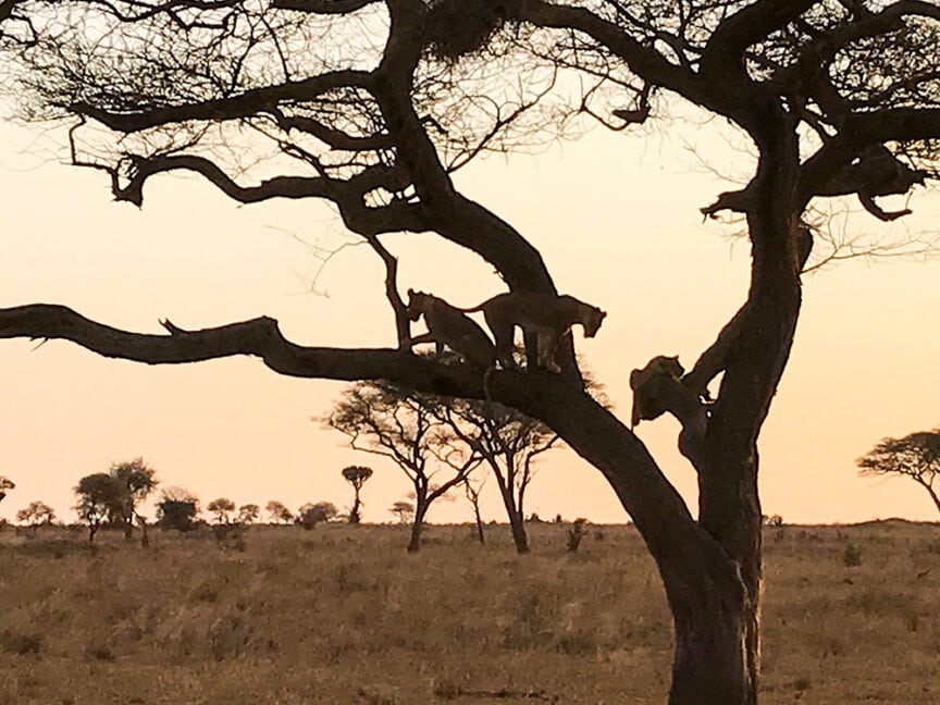 Two lions perch on the branches of a large tree in an open savanna landscape under a sunset sky, embodying the mesmerizing beauty of a wildlife safari in Tanzania.