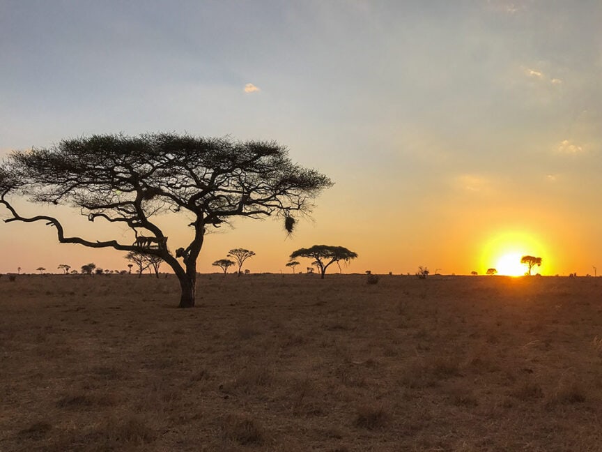 A sunset over an African savanna with a silhouetted acacia tree on the left and the sky in gradient colors from orange to blue, reminiscent of a wildlife safari in Tanzania.