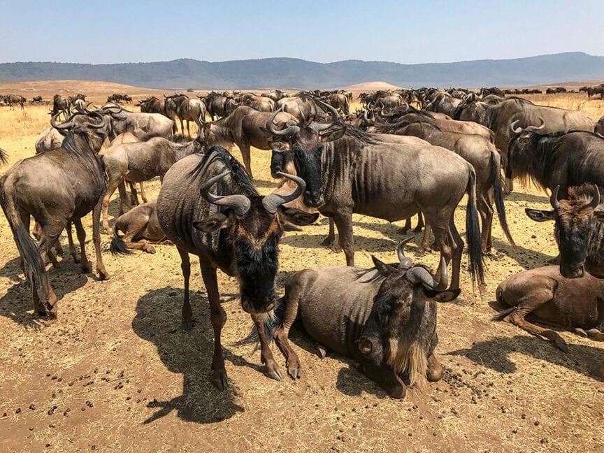 A large group of wildebeests stands and rests on a dry, grassy plain in Tanzania with hills in the background under a clear sky, capturing the essence of an African wildlife safari.