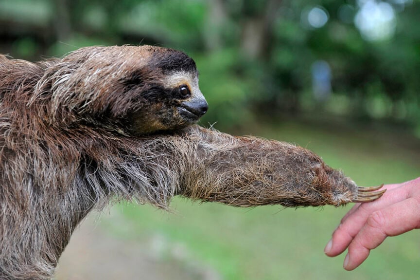 A sloth, one of nature's more strange creatures, extends its arm to touch a person's hand outdoors.