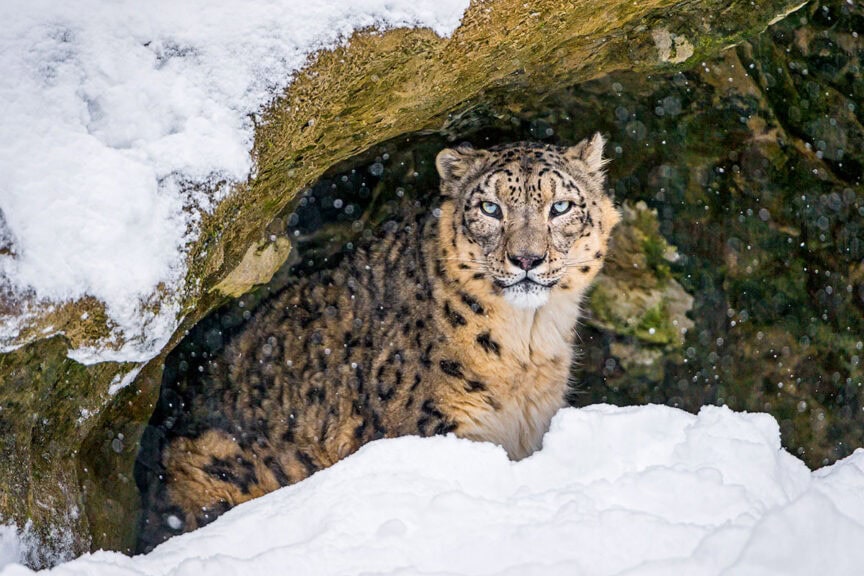 A majestic snow leopard sits under a rocky overhang, surrounded by snow. Its gaze is directed forward as snowflakes fall around it, embodying the quiet strength and beauty of the Animal Kingdom.