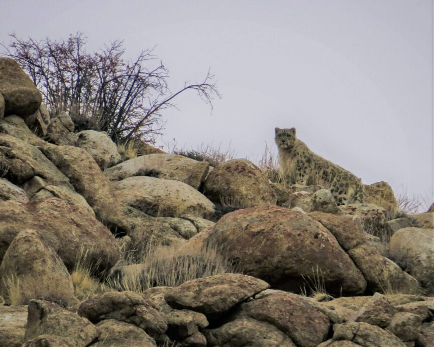 A snow leopard stands on a rocky, barren hillside with sparse vegetation, reminiscent of the rugged terrains in India where these elusive Snow Leopards and tigers roam.