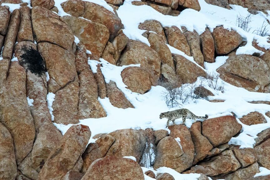 A snow leopard traverses snowy and rocky terrain, blending into its natural habitat among the boulders, a sight that inspires those who travel to witness nature's wonders.