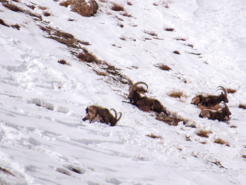 Four mountain goats with curved horns rest on a snowy slope amidst patches of grass, as snow leopards prowl in the distance.