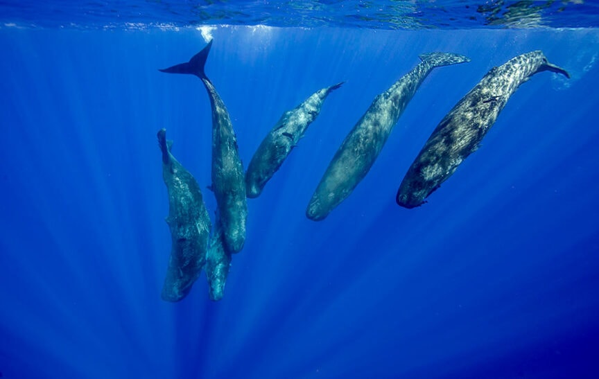 A pod of five sperm whales swims underwater in the deep blue ocean, with sunlight filtering through the water from above. Truly one of the best trips for whale watching and amazing encounters with whales.