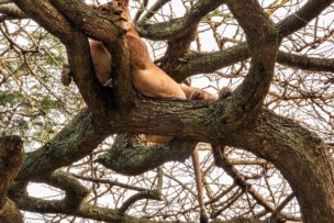 A lioness lounges on the branches of a large, leafless tree in the Serengeti, blending seamlessly with its surroundings, offering one of the most striking wildlife experiences.